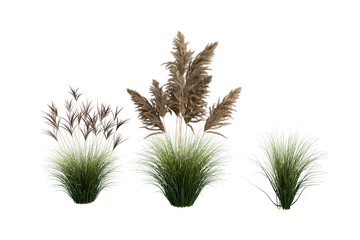 Ornamental Grass Plants with Green Foliage and Plumes