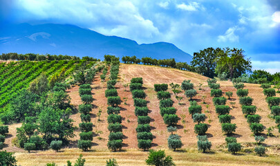 Fototapeta premium Agricultural landscape view of Calabria, Italy