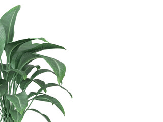 Green Leafy Plant on Left Side with White Background