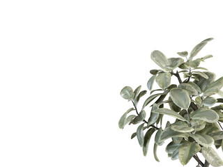 Close-Up of Green Succulent Leaves on White Background