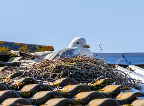 Seagull is nesting on the roof in Northern Finland. The morning sun is shining warmly and the sky is blue having empty space for text