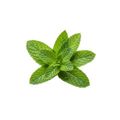 Fresh mint leaves isolated On Transparent Background
