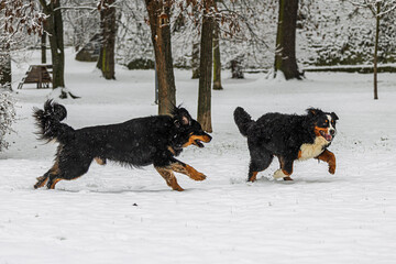 chasing Canis lupus familiaris Hovawart Dog pursuing Berner Dog across snowy park field
