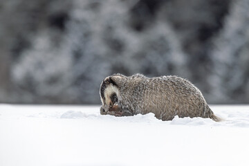 winter portrait of European Badger Meles meles foraging quietly in fresh snow © michal