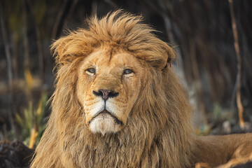 calm Panthera leo Lion resting outdoors with light and blurred