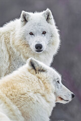 Fototapeta premium two Canis lupus arctos Arctic wolf portraits in winter with soft background.