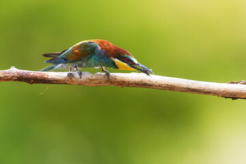 Colorful Merops apiaster European Bee-eater perches on branch holding insect against background