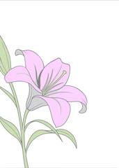 Minimal Pink Lily Sympathy Illustration 