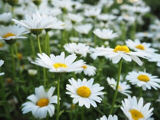 Obraz premium White Daisy Flowers in Bloom Close-Up