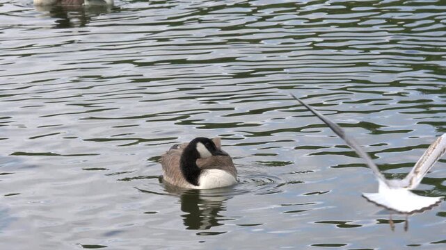 Canada Goose (Branta canadensis) on a lake ducking as a gull flies over its head. Kent, UK [Half speed]