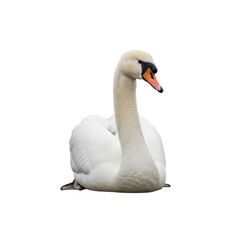 Obraz premium White swan resting isolated On Transparent Background