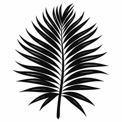 Obraz premium a detailed black and white illustration showcases a single palm leaf with intricate fronds and a central stem against a plain background