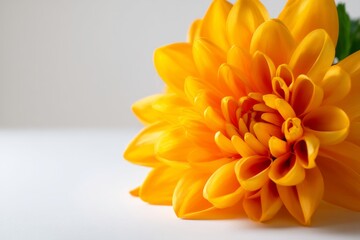 Fototapeta premium Captivating Macro Image of a Bright Yellow Summer Flower in Soft Glow