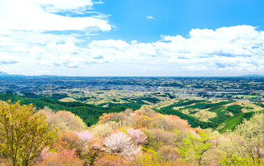 Obraz premium 栃木県大田原市 御亭山から見る満開の山桜