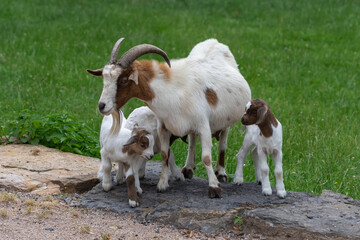 Fototapeta premium Goats