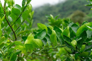 Close up of vibrant green leaves of a Tahiti lime tree with water droplets, Persian lime foliage in a tropical plantation, citrus botanical detail.