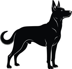 Obraz premium A detailed black silhouette of a Belgian Malinois or German Shepherd dog standing in profile view isolated on a clean white background