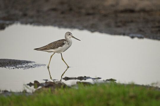 Terek sandpiper wades through pool in profile