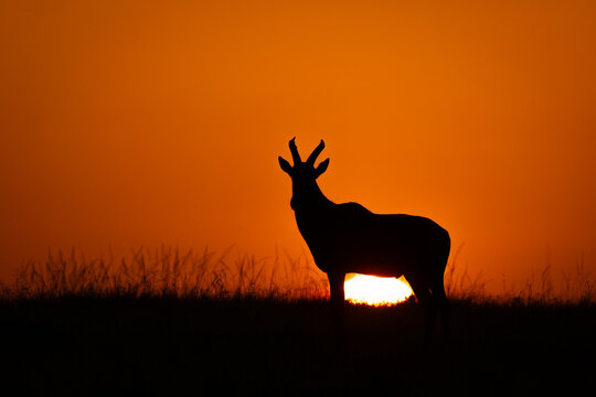Topi standing on horizon as sun rises
