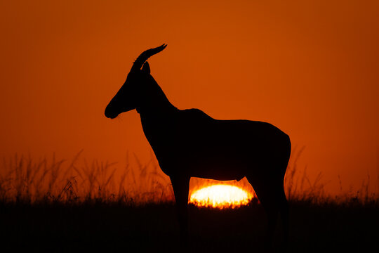 Topi stands in profile as sun rises