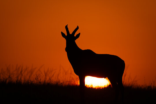 Topi stands on horizon as sun rises