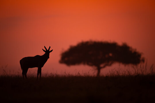 Topi stands on horizon by acacia tree