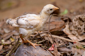 baby chicks © Naushad