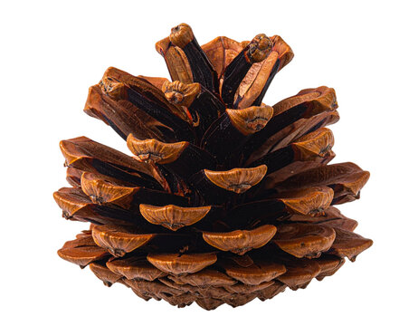 Detailed Close-up of a Brown Pine Cone with Intricate Scales tree nature