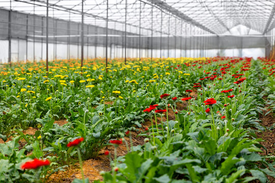 Colorful floriculture in greenhouse with vibrant blossoms of yellow and red