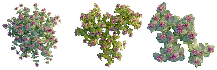 Lamium maculatum tree plan, top view, cutout, transparent background, isolate, Delicate pink flower on a branch with lush green leaves