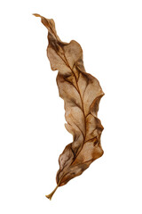 Fototapeta premium A beautifully detailed dry leaf, showcasing intricate veins and earthy tones, perfect for nature-themed designs and organic concepts.