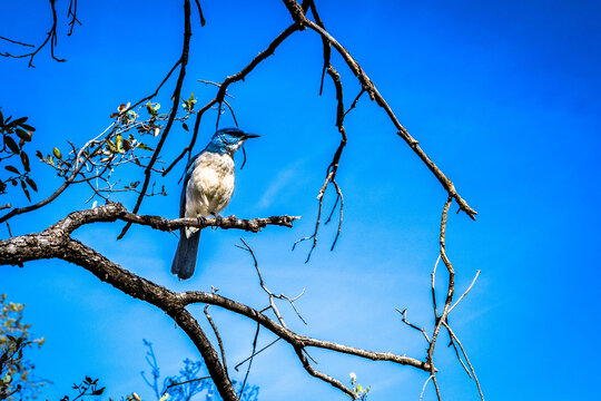 Texas' Big Bend National Park scrub jay in the winter of 2026