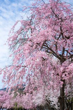 Weeping cherry blossoms in full bloom　