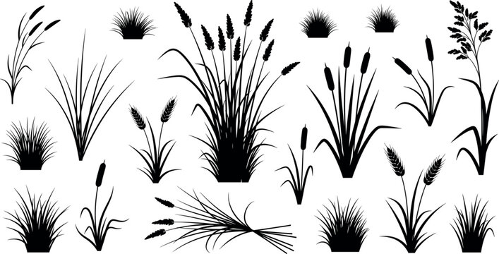 Black silhouette collection of wild grasses, reeds and cattails for meadow, marsh and botanical landscape design isolated on white background