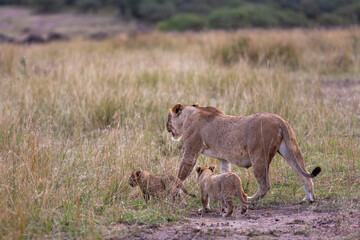 Naklejka premium Lioness and three cub. Savanna of Masai Mara, Kenya