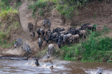 Small crossing across Mara River in Kenya. Zebras and wildebeest from Masai mara to Serengeti, Africa