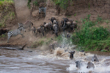 Small crossing across Mara River in Kenya. Zebras and wildebeest from Masai mara to Serengeti, Africa