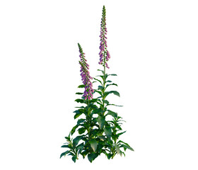 Digitalis purpurea tree, elevation, front view, cutout, transparent background, isolate, Delicate purple foxglove flowers with vibrant green leaves, a symbol of beauty and natural elegance © DH Tree Stock