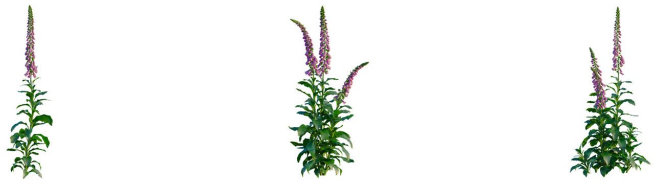 Digitalis purpurea tree, elevation, front view, cutout, transparent background, isolate, Delicate Purple Flowers: A Close-Up of Vibrant Blooms in Soft Focus