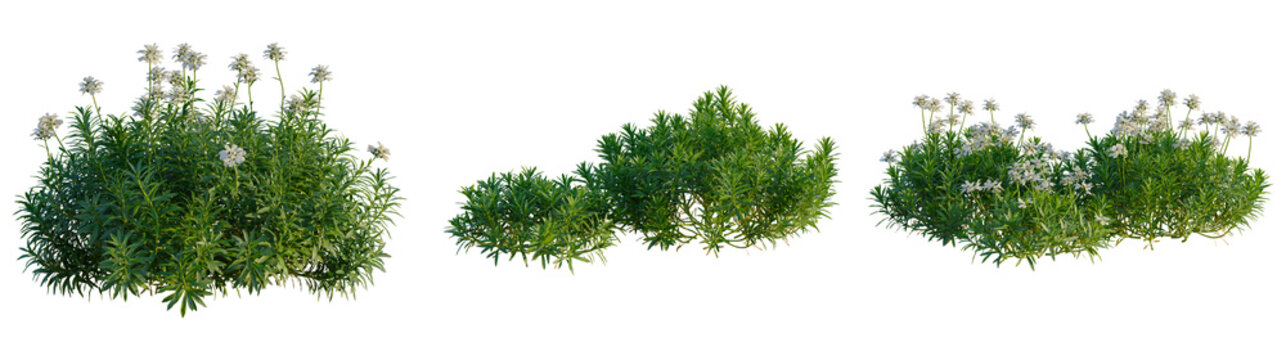 Iberis sempervirens tree, elevation, front view, cutout, transparent background, isolate, Lush Greenery: A Vibrant Collection of Diverse Plant Life in a Natural Setting