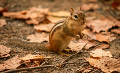 Fototapeta premium Alert Chipmunk Standing on Forest Floor Among Autumn Leaves