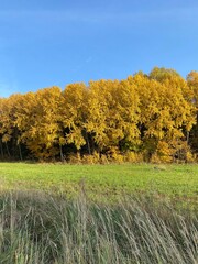 Autumn landscape with yellow trees by a field and blue sky
