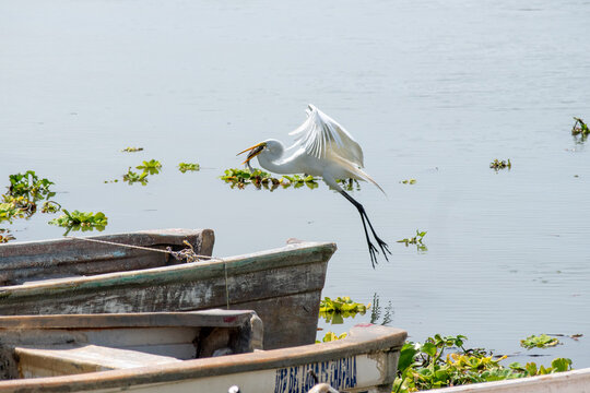 A great white egret in dynamic flight, holding a freshly caught fish in its beak over the calm waters of Lake Chapala, Mexico. Old weathered boats are visible in the foreground