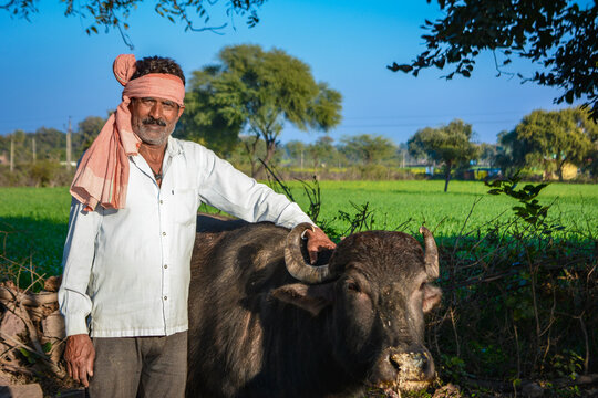 Indian farmer standing with his buffalo