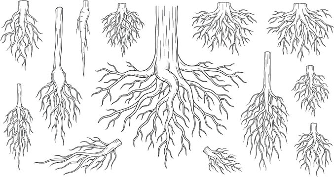 Black hand-drawn collection of tree roots, trunks and exposed root systems for botanical, ecology and nature design isolated on white background