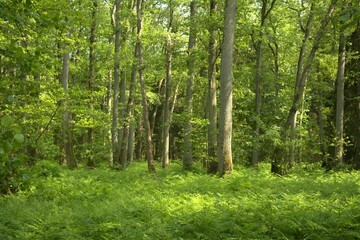 Obraz premium Curonian Spit forest. Kaliningrad Oblast, Russia