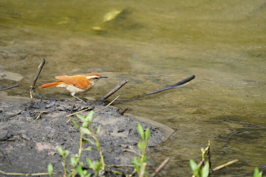 The pale-legged hornero (Furnarius leucopus) is&nbsp;a species of bird in the Furnariinae subfamily of the ovenbird family Furnariidae. Fortaleza &ndash; Cear&aacute;, Brazil.