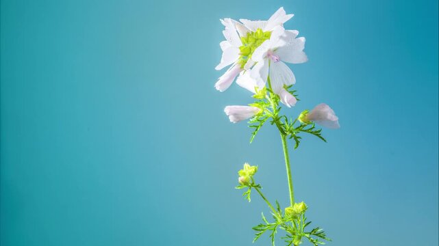 delicate tall wildflower stalk with small white blooms set against turquoise backdrop, slender stem and tiny buds convey vertical elegance and airy