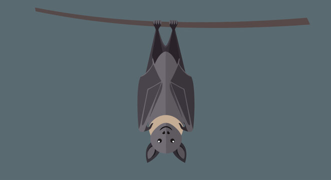 Close-up of a hanging fruit bat with wings folded upside down.