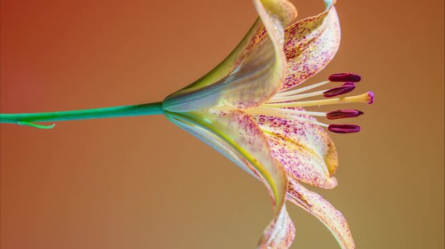 side profile lily on slender stem warm gradient backdrop, suspended composition highlighting curvature and stamen tips, botanical photographer setup,